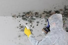 Best Mold Prevention Services  in USA